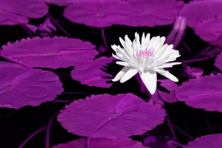 Инфракрасная фотография. Хелен Брэдшоу. «Без названия»