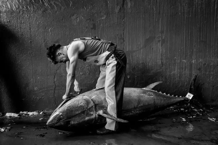 Репортажная съемка. Франческо Зизола. Фотография «Разделка тунца» Репортажная съемка. Франческо Зизола. Фотография «Разделка тунца»