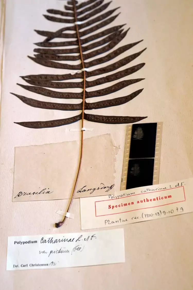 ЦАРИЦЫНО_Before Your Eyes_На ваших глазах_Aline Xavier Mineiro_3 ЦАРИЦЫНО_Before Your Eyes_На ваших глазах_Aline Xavier Mineiro_3