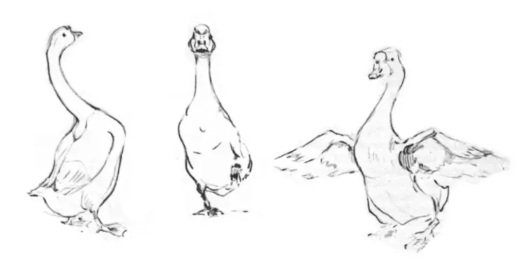 Наброски гуся с разных ракурсов Наброски гуся с разных ракурсов