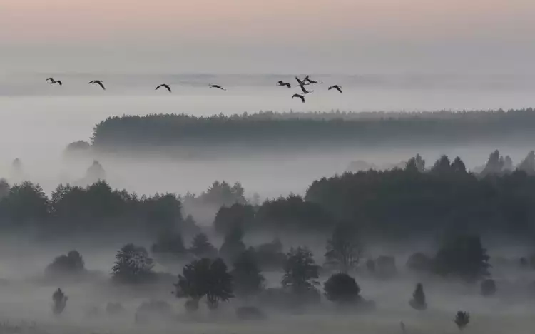 Пейзаж в фотографии. Игорь Шпиленок «Утро в Брянском лесу», XXI век