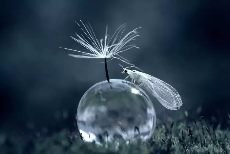 Макрофотография. Нордин Серуян. Фотография «Королева»