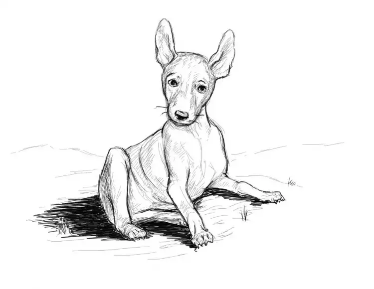 Зарисовка с натуры. Зарисовка собаки