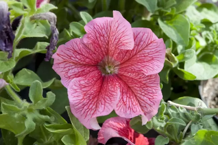 Петунья с человеческим ДНК