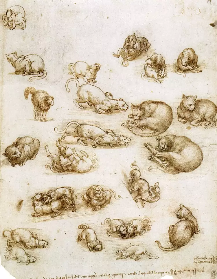 Рисунок Леонардо да Винчи с кошками
