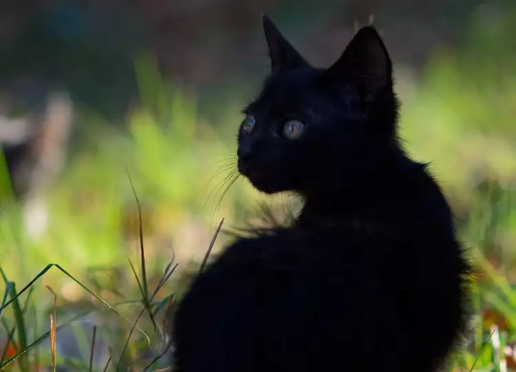 Анимализм в фотографии. Игорь Шилохвост. Фотография из серии «Улица и кошки»