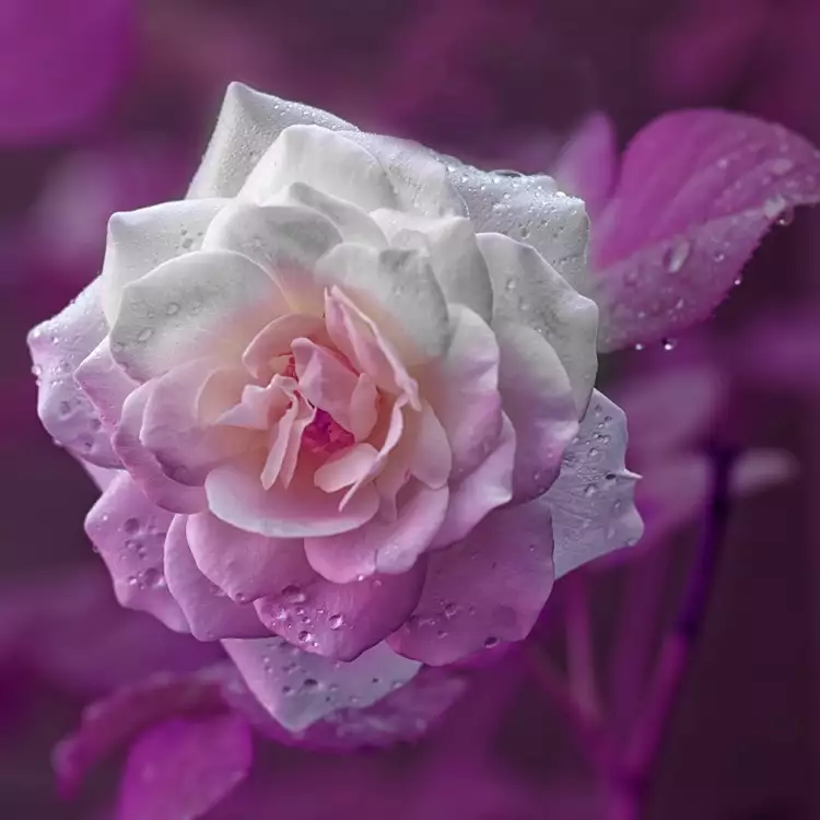 Инфракрасная фотография. Хелен Брэдшоу. «Без названия»