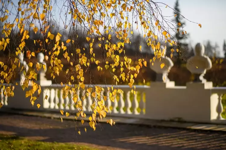 Ночь искусств. Музей-заповедник «Архангельское»