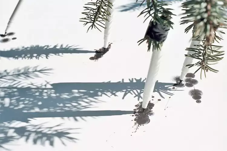 Абстракции Тима Ноулза. Старая лиственница рисует