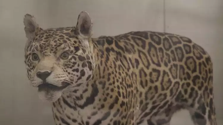 ЦАРИЦЫНО_Before Your Eyes_На ваших глазах_Aline Xavier Mineiro_7 ЦАРИЦЫНО_Before Your Eyes_На ваших глазах_Aline Xavier Mineiro_7