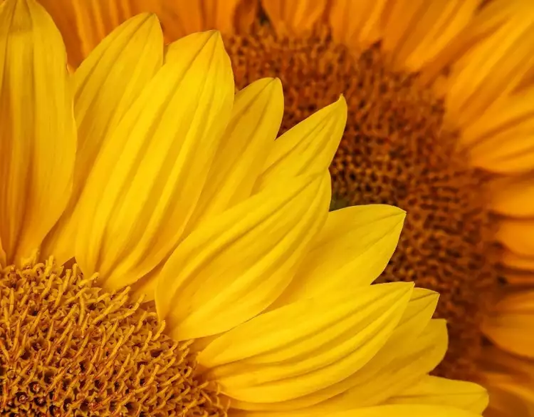 Макрофотография. Пэтти Хэнкинс. Фотография «Подсолнухи»