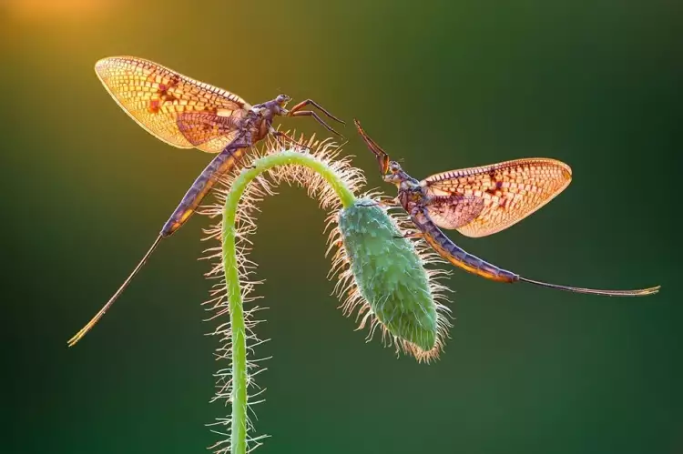 Photographie. Macrophotographie Photographie. Macrophotographie