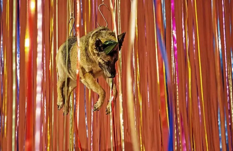 Инсталляция Яна Фабра «Карнавал мертвых дворняг»