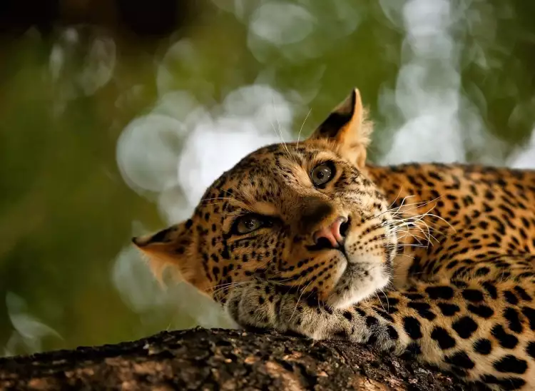 Анимализм в фотографии. Скай Микер. Фотография «Отдыхающий леопард», 2018