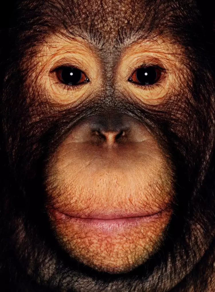 Анимализм в фотографии. Джеймс Моллисон. Фотография «Орангутан Бонни»