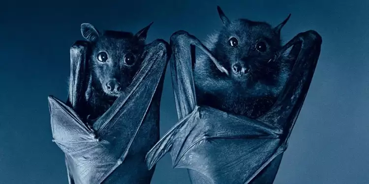 Тим Флэк. Неестественный отбор