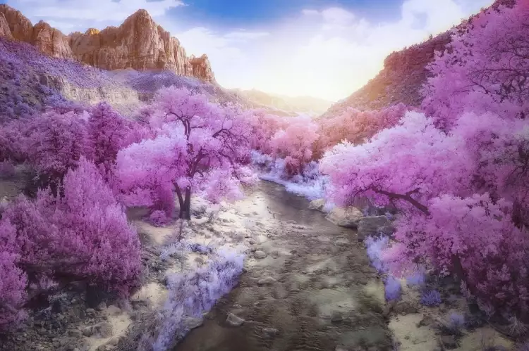 Инфракрасная фотография. Блейк Роу. «Без названия»