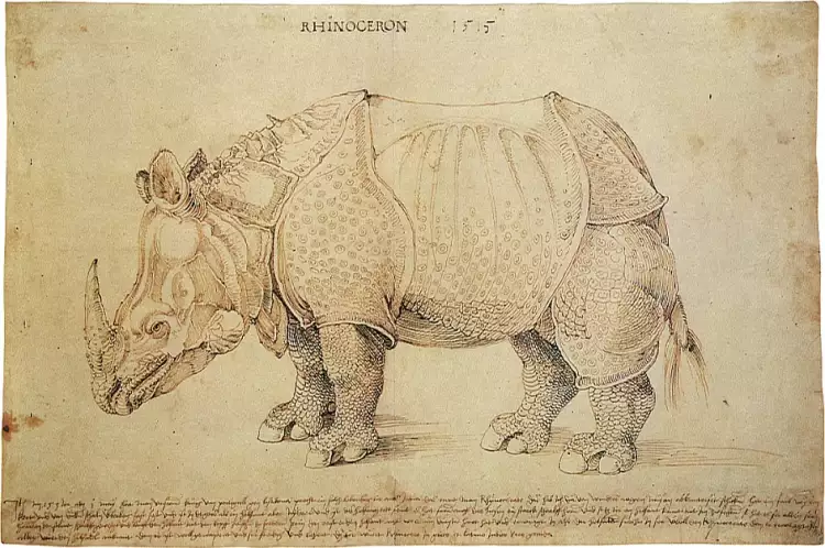 Albrecht Dürer. Zeichnung Rhinocerus, 1515 Albrecht Dürer. Zeichnung Rhinocerus, 1515