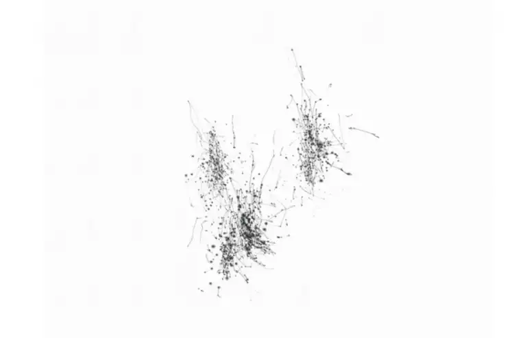 Абстракции Тима Ноулза. Рисунок лиственницы