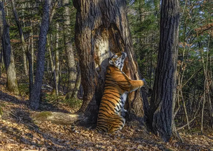 Анимализм в фотографии. Сергей Горшков. Фотография «Объятия» из серии «Земля леопарда»