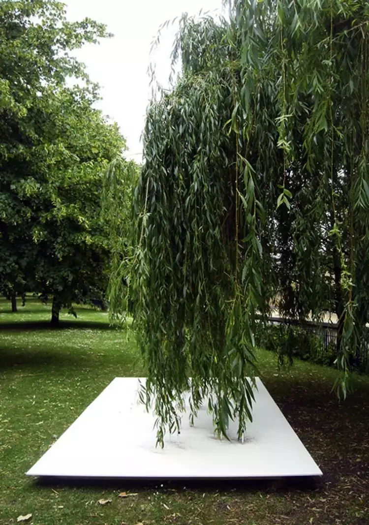 Абстракции Тима Ноулза. Рисунок плакучей ивы