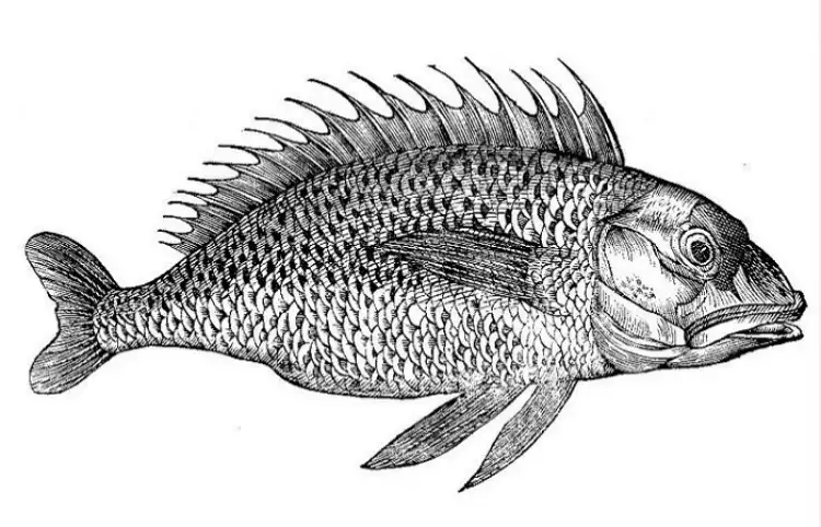 Раскраска от библиотеки нью-йоркской медицинской академии