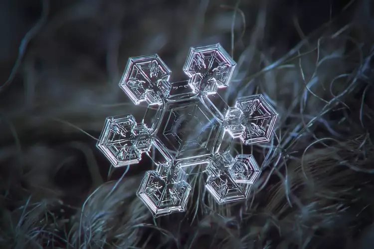 Макрофотография. Алексей Клятов. Фотография «Снежинка»