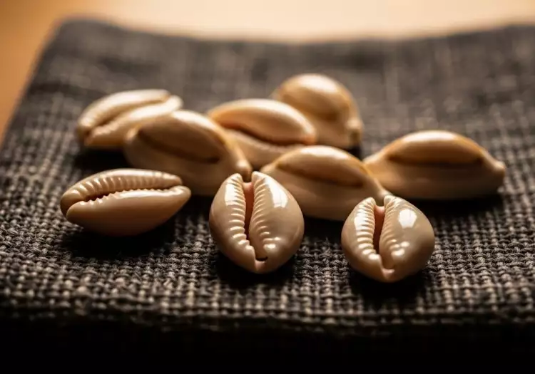 Ракушки каури как один из первых видов денег Ракушки каури как один из первых видов денег