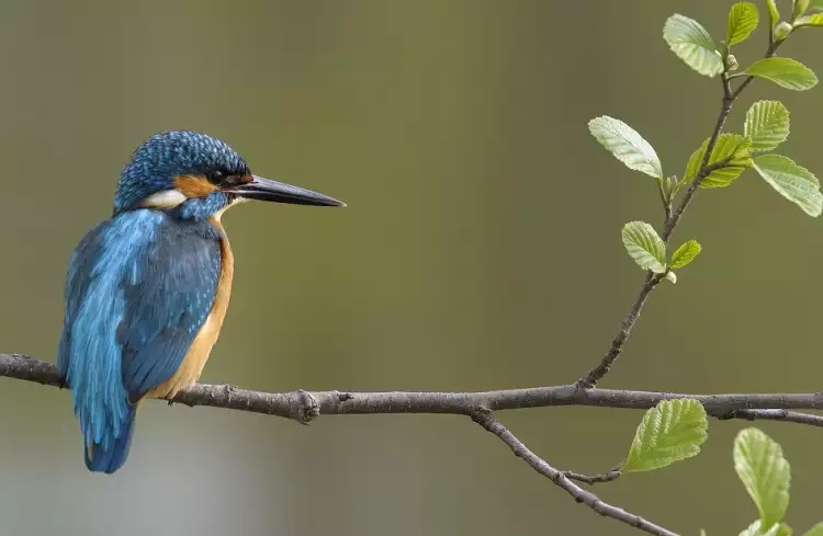 Анимализм в фотографии. Игорь Шпиленок. Фотография «Зимородок»