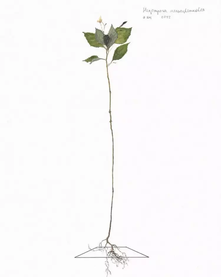 Самые перспективные художники по версии Forbes. Недотрога мелкоцветковая. Картина Ильи Долгова