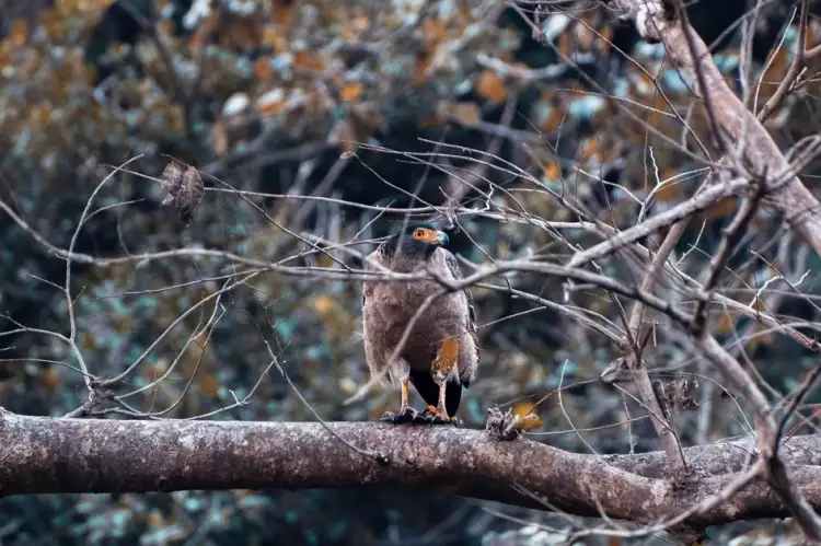Photographie. Chasse aux photos Photographie. Chasse aux photos