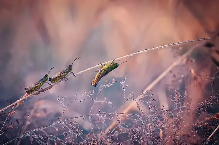 Макрофотография. Красимир Матаров. Фотография «Кузнечики»