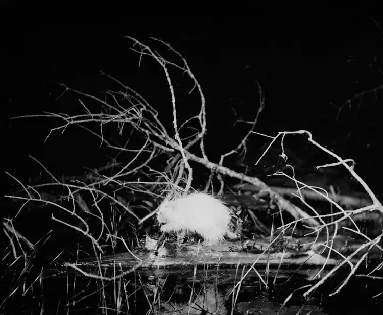 Анимализм в фотографии. Джордж Ширас. Фотография «Дикобраз-альбинос на плавающем бревне, озеро Вайтфиш, Мичиган», 1905