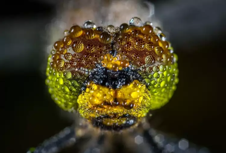Макрофотография. Егор Камелев. Фотография «Глаза стрекозы в росе»