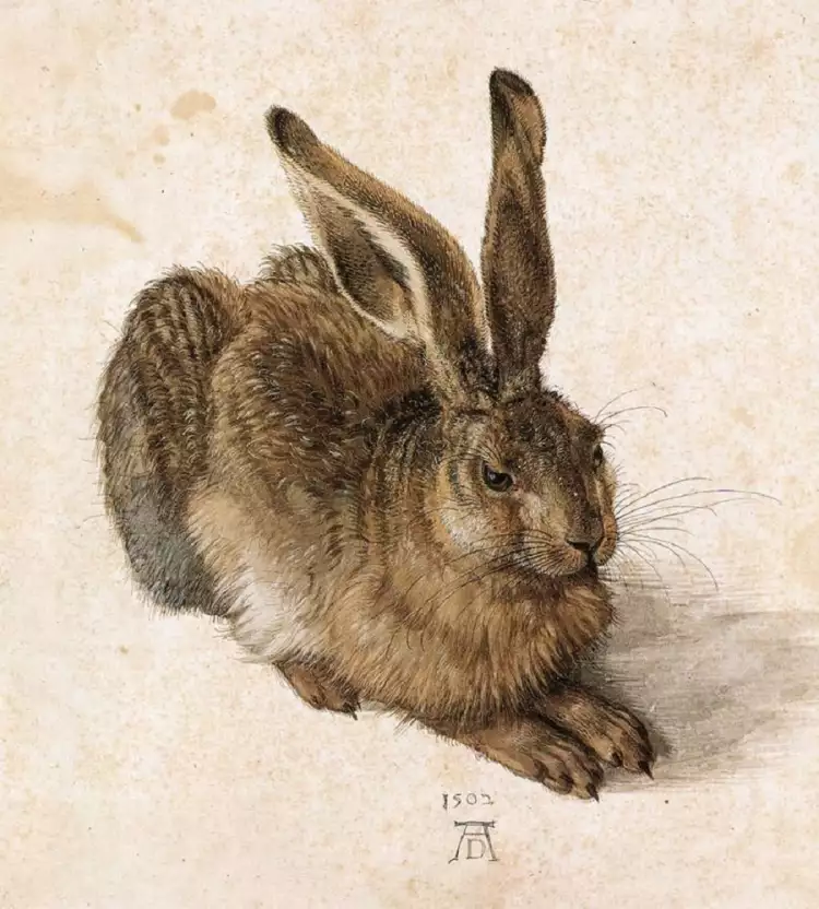 Анималистика. Альбрехт Дюрер. «Заяц», 1502 Анималистика. Альбрехт Дюрер. «Заяц», 1502
