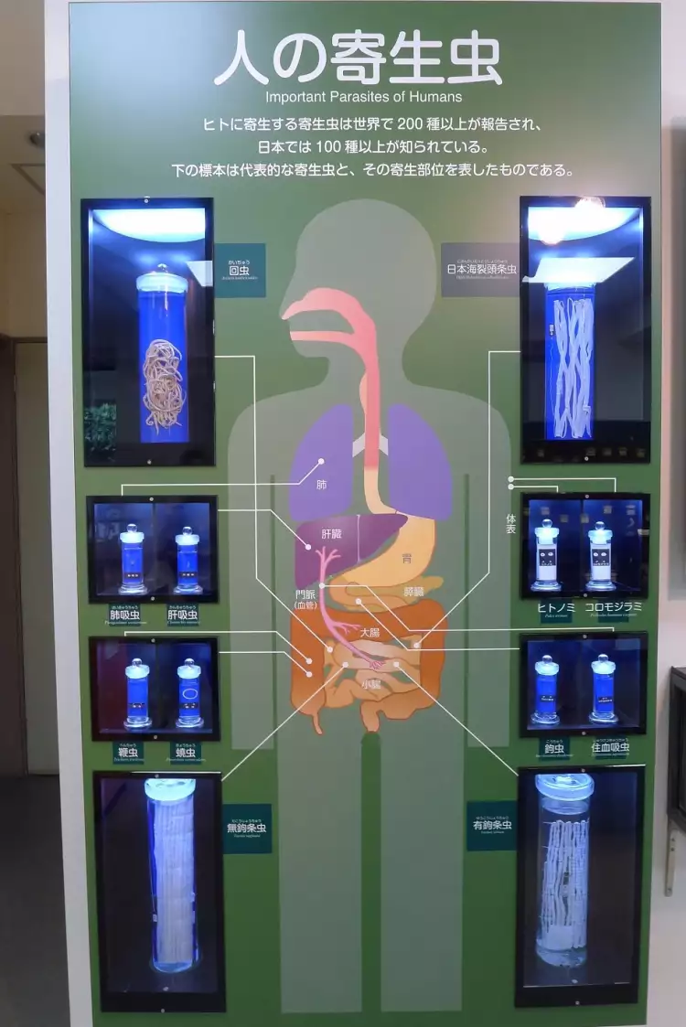 Музей паразитологии. Паразиты человека