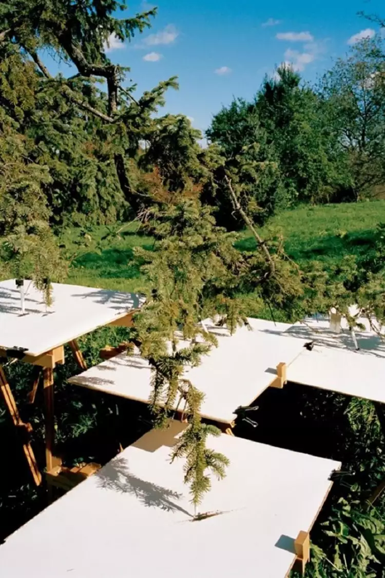 Абстракции Тима Ноулза. Лиственница