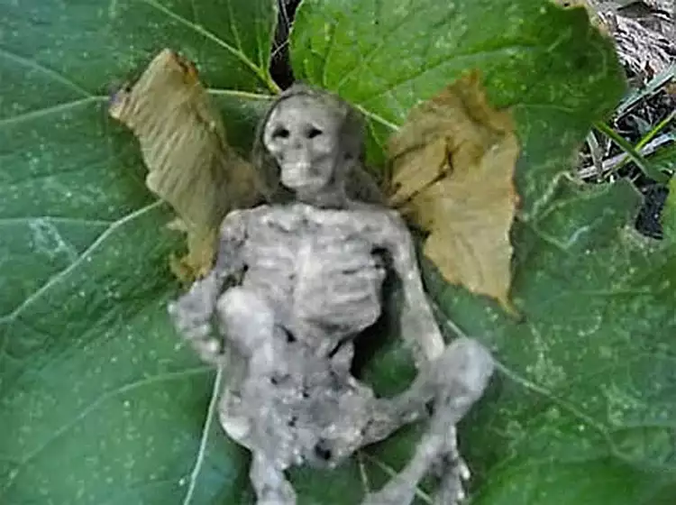 Самые странные лоты аукциона. Трупик феи