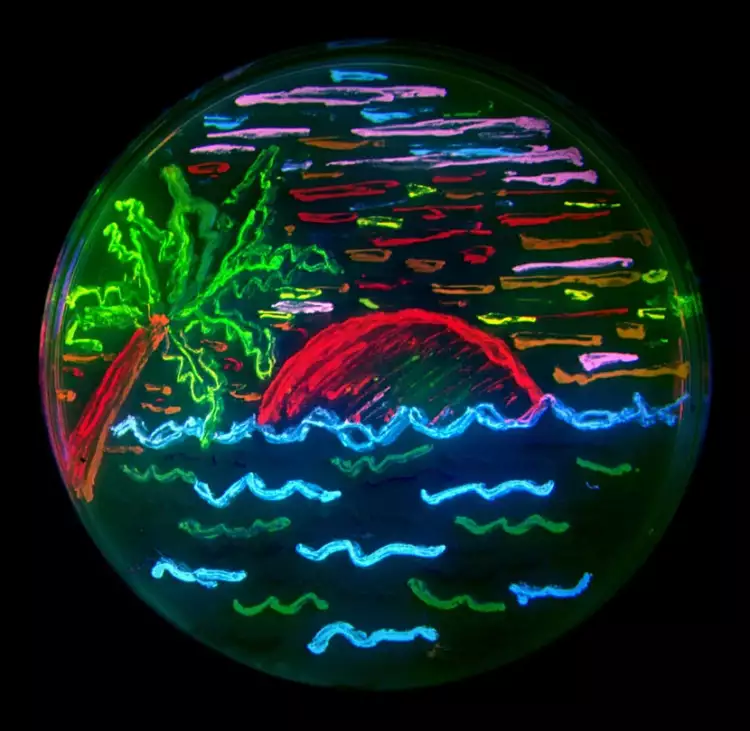 Рисунок, сделанный светящимися бактериями