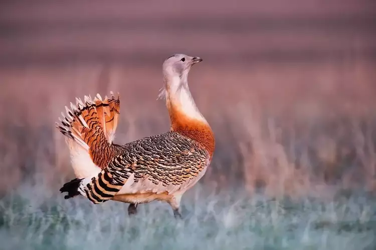 Анимализм в фотографии. Владимир Медведев. Фотография «Дрофа», 2007