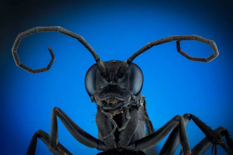 Макрофотография. Пьер Анкет. Фотография «Ихневмонид»