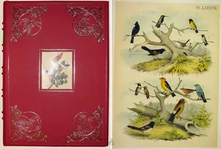 Первое издание «Птицы Америки»