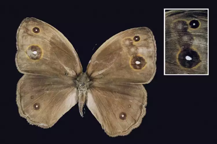 «Бабочка». Марта де Менезес