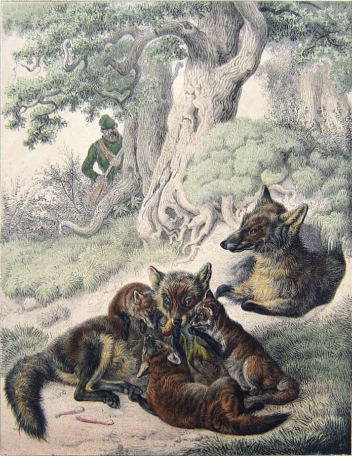 Густав Якоб Кантон (1813 - 1885) - фото 1