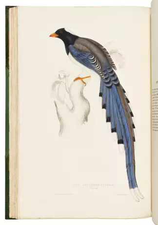 Николас Эйлуорд Вигорс (1785 - 1840) - фото 1