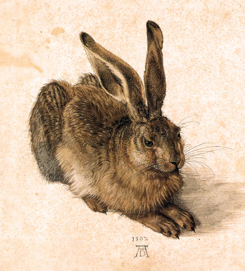 Акварель. Альбрехт Дюрер. «Заяц», 1502
