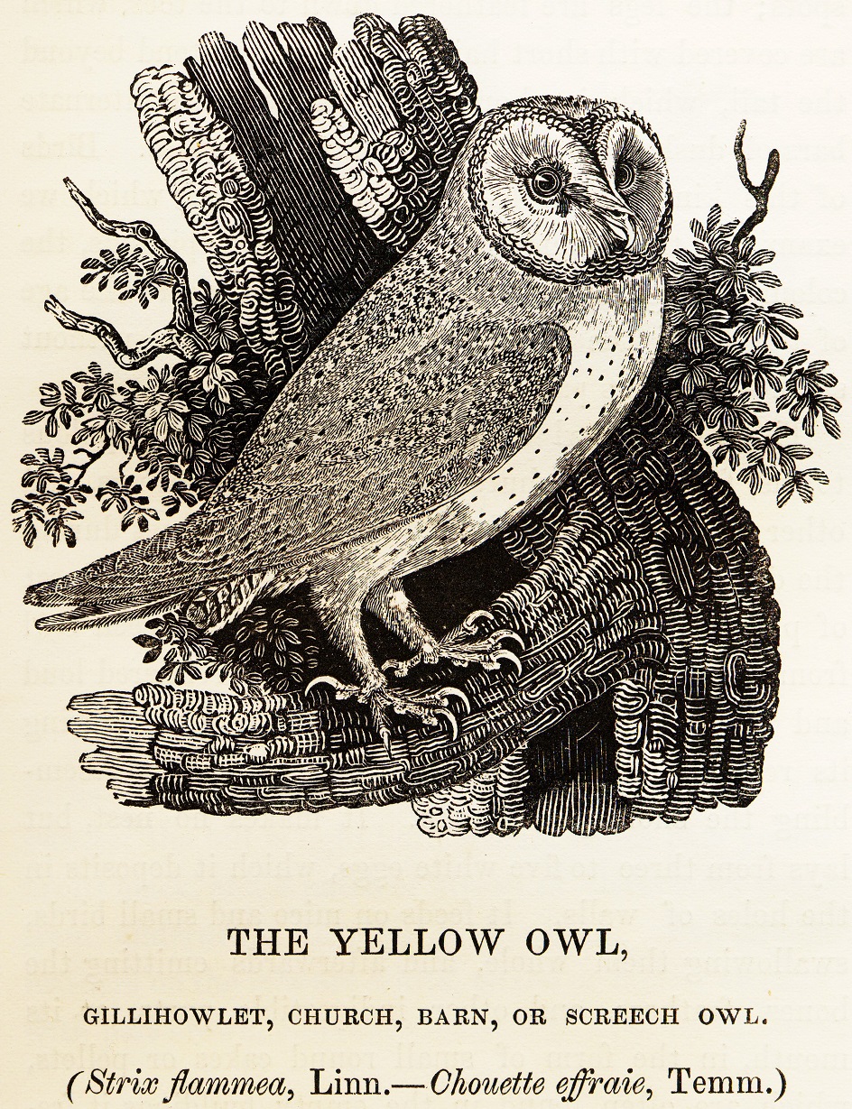 Ксилография. Томас Бьюик. «Иллюстрация к Истории Британских птиц», 1847