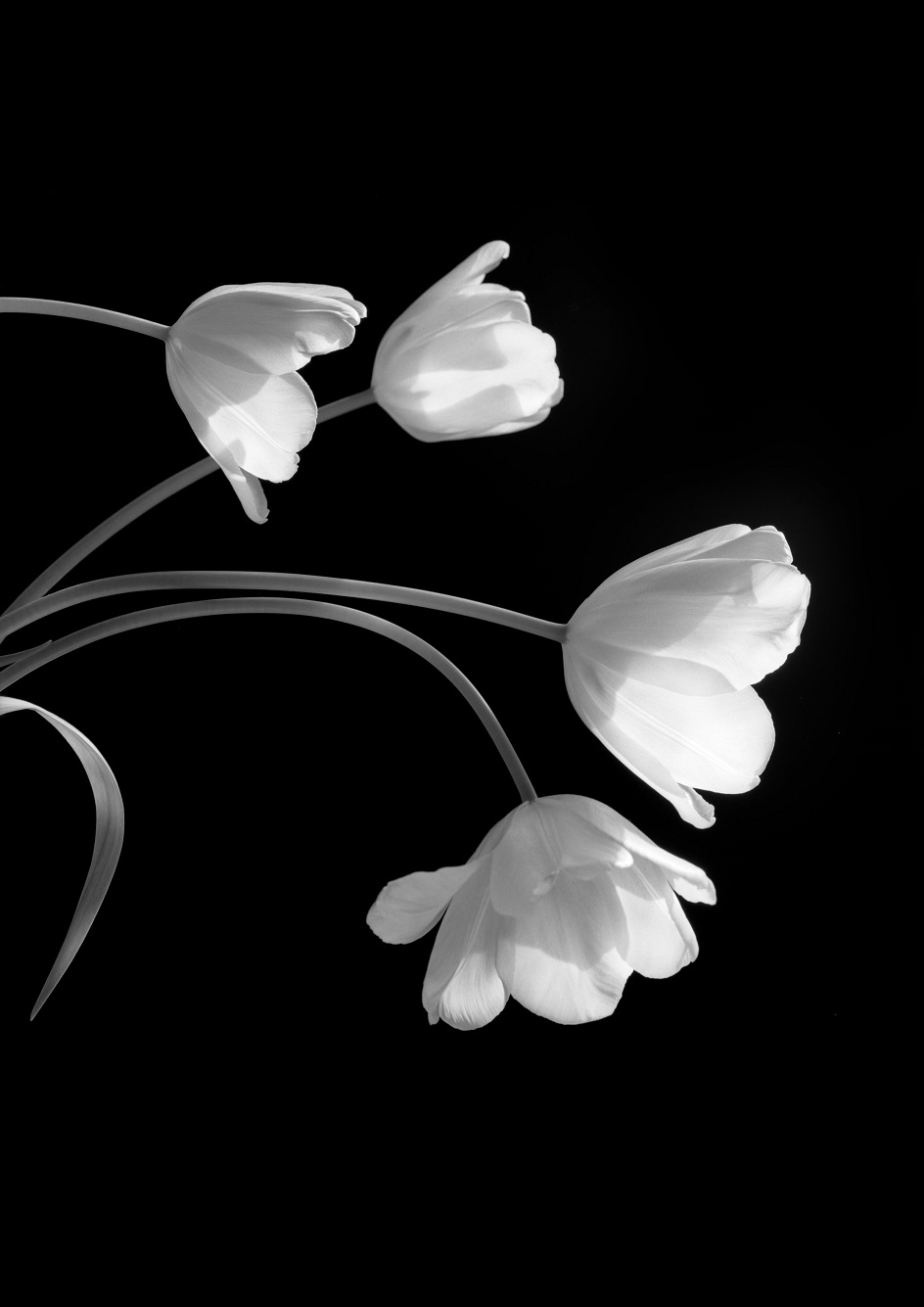 Черно-белая фотография. Ёиширо Нисимура. «Без названия»
